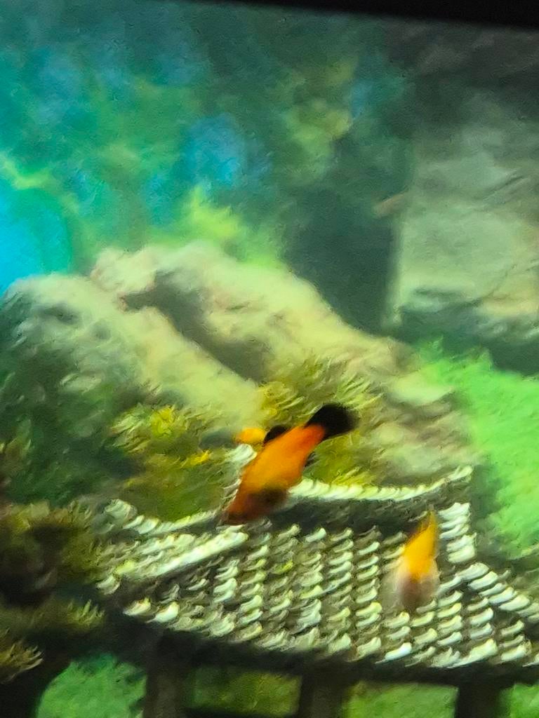 Te geef Wagtail platy, Dieren en Toebehoren
