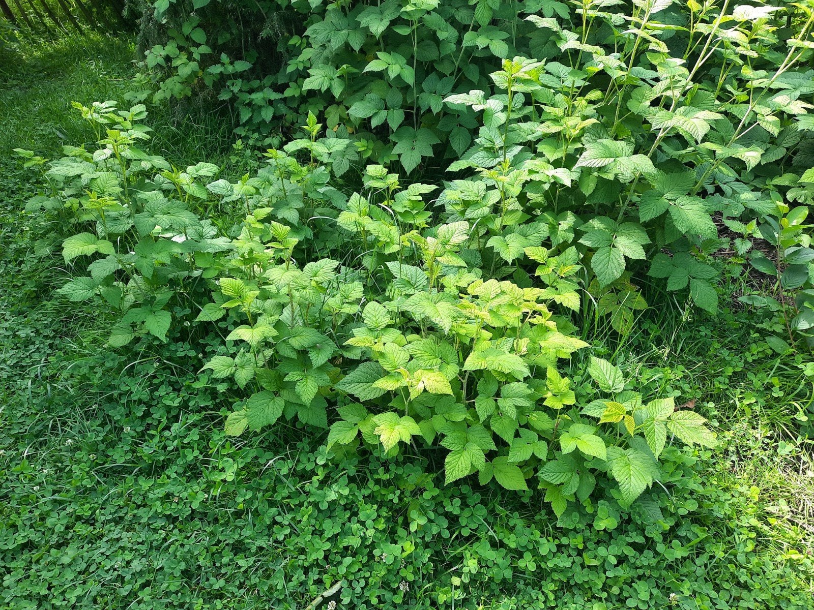 Frambozen planten, Ophalen