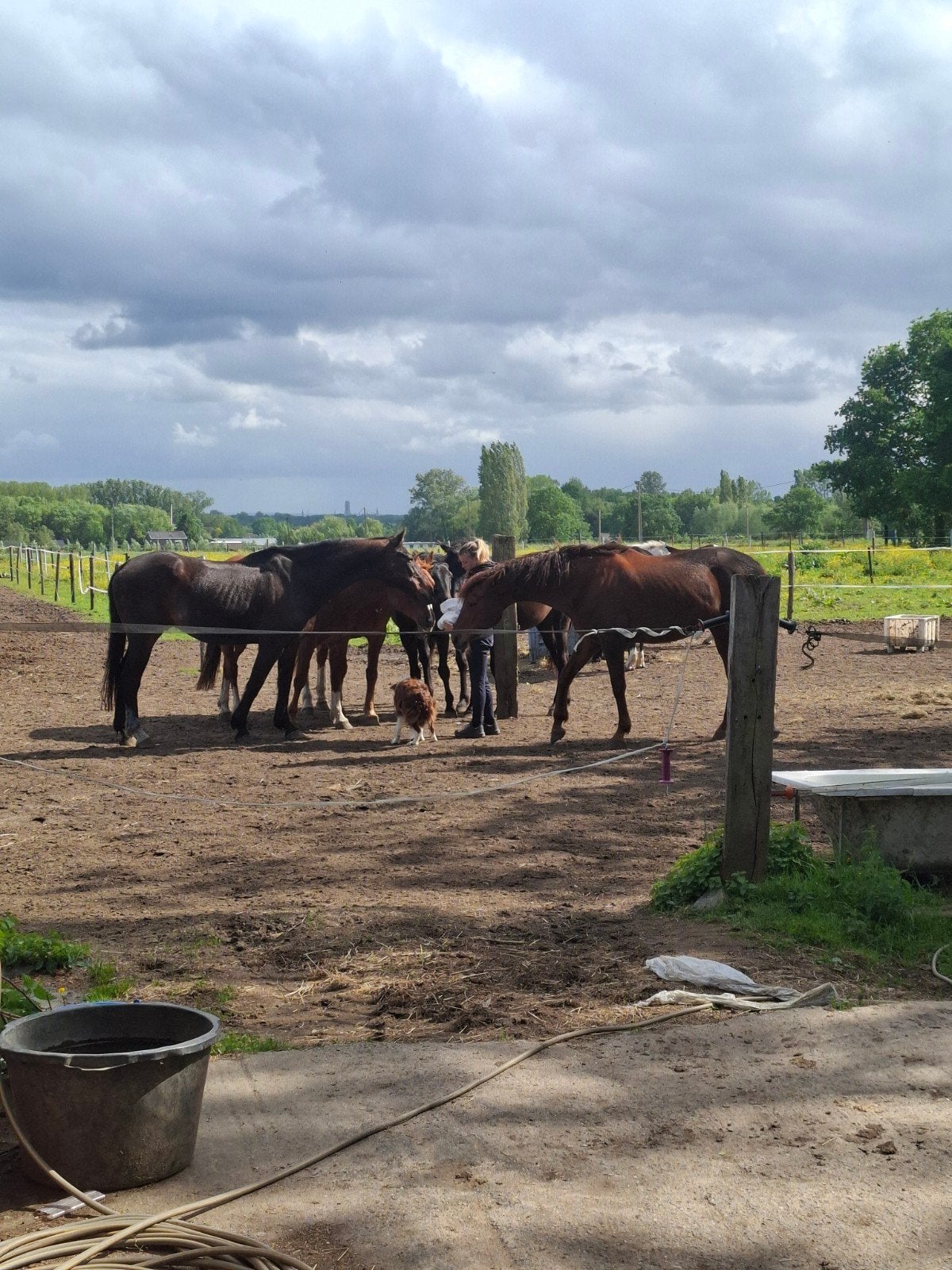Huis met weide stallen gezocht te huur