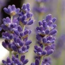 Lavendula Hidcote SUPER PROMO, Tuin en Terras, Planten | Tuinplanten, Ophalen