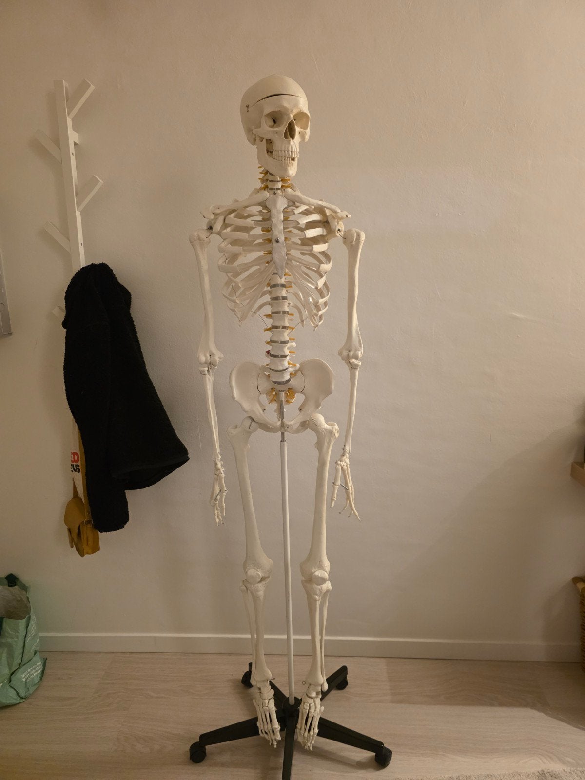 Anatomisch skelet, Ophalen
