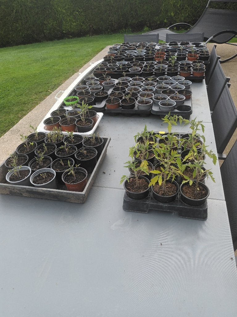 Pieds de tomates, Enlèvement, Plantes potagères