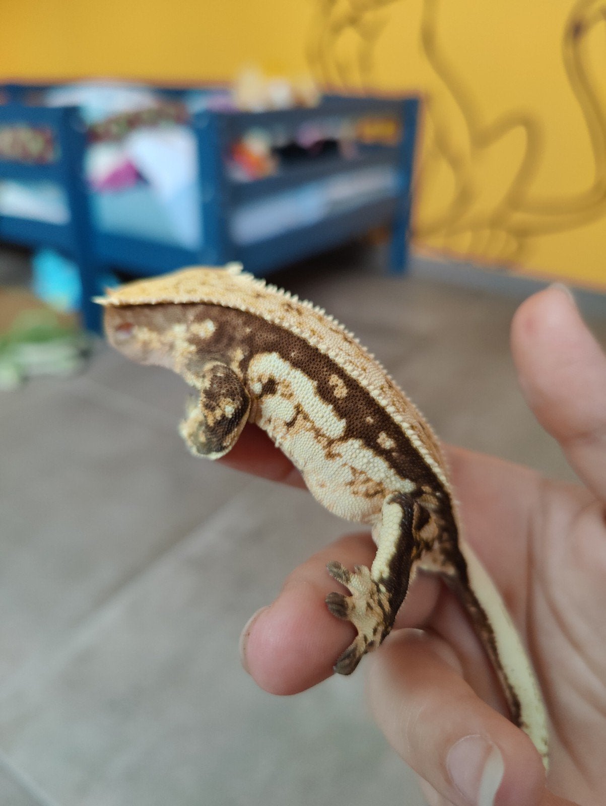 wimpergekko subadult vrouw