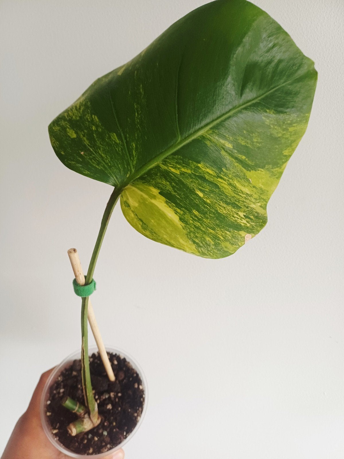 Monstera Deliciosa Aurea marmorata, Huis en Inrichting, Kamerplanten, Overige soorten, Minder dan 100 cm, Groene kamerplant, Halfschaduw