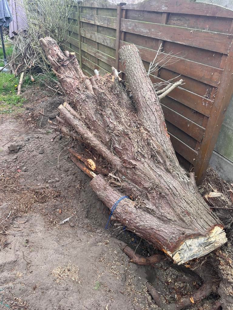 Boomstam, Tuin en Terras, Brandhout, Ophalen