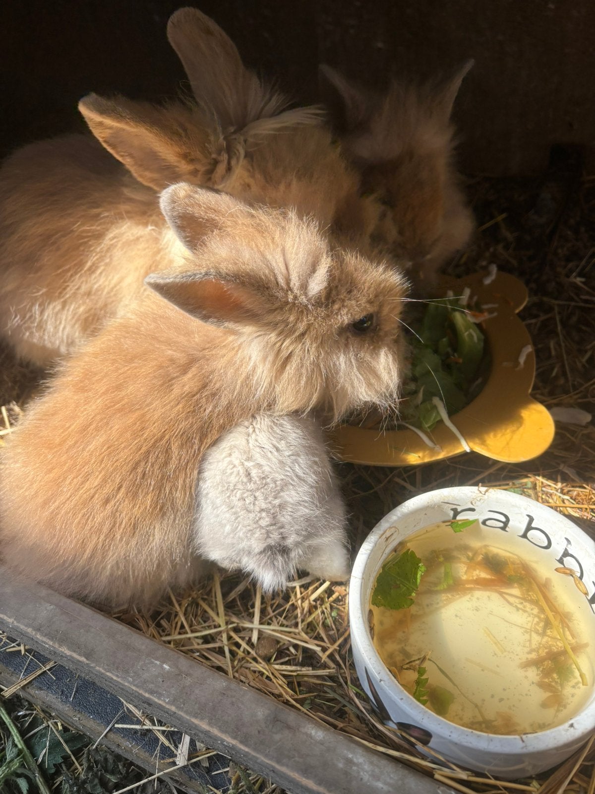 Teddy konijnen, Dieren en Toebehoren, Konijnen