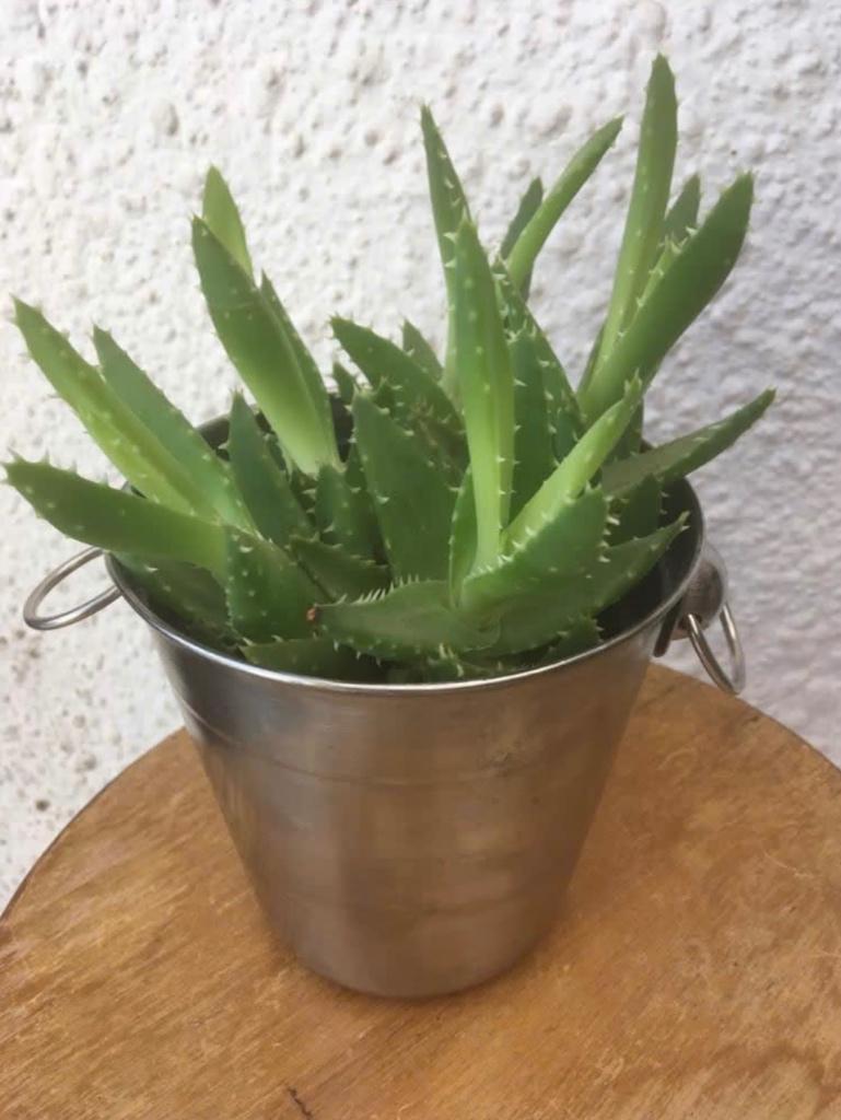 Vetplantje in zilverkleurig ijs emmertje, Huis en Inrichting, Kamerplanten, Ophalen, Vetplant, In pot, Minder dan 100 cm
