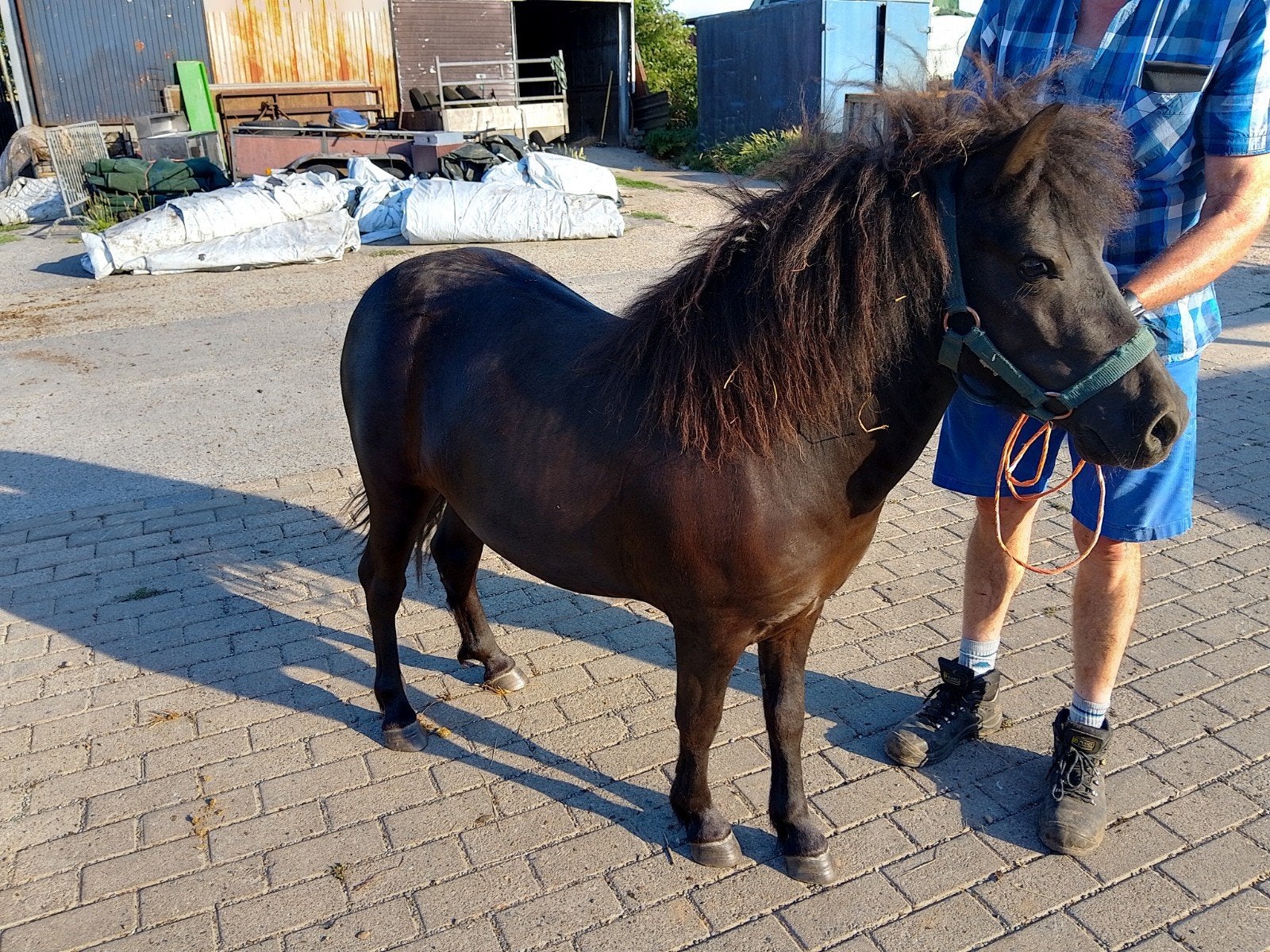 Shetlander merrie, Dieren en Toebehoren, Pony's, Merrie, M