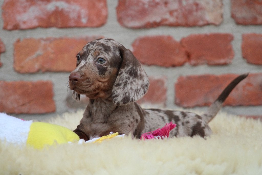 Teckel pup Choco-merle korthaar, België, Reu, CDV (hondenziekte), 8 tot 15 weken
