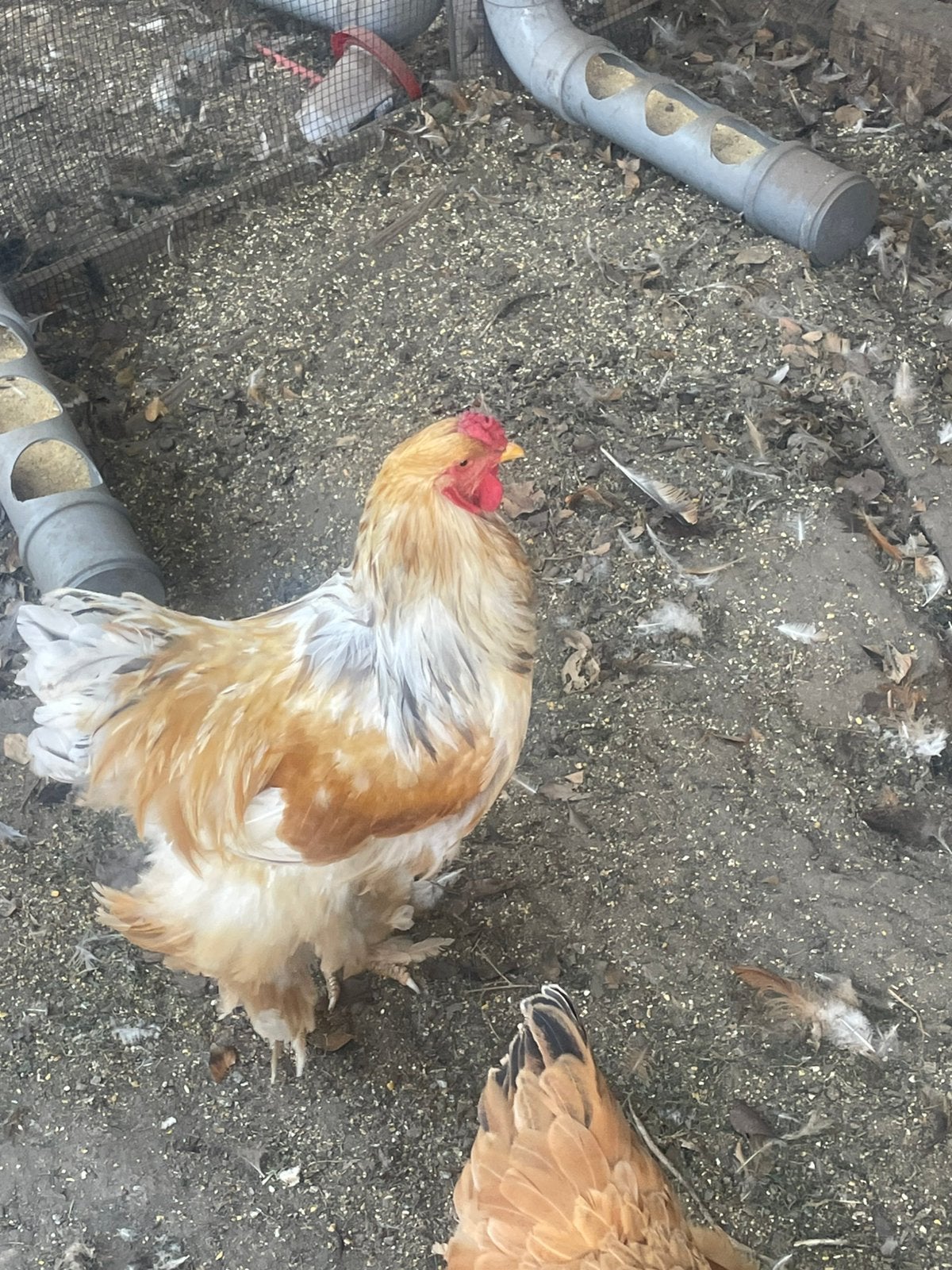 1 kip 2 hanen brahma, Poule ou poulet