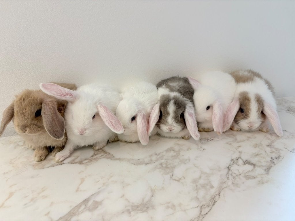 Hangoor dwergkonijntjes te koop, Meerdere dieren, Dwerg, Hangoor, 0 tot 2 jaar