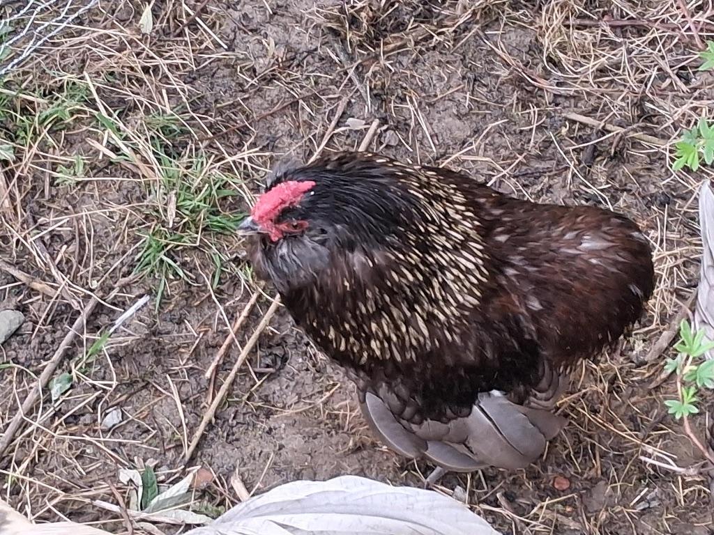 Grubbe baardkriel, Dieren en Toebehoren, Meerdere dieren, Kip