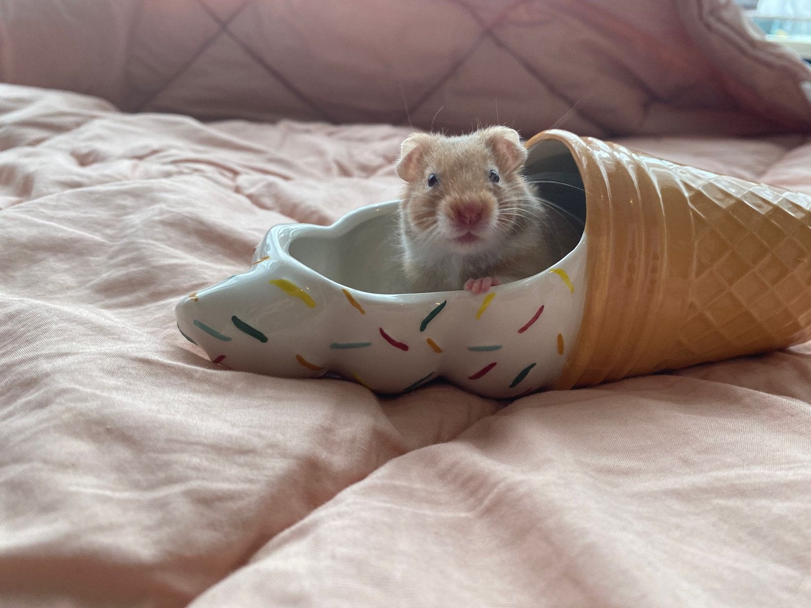 Goudhamsters/ syrische hamster, Hamster, April, Meerdere dieren, Tam