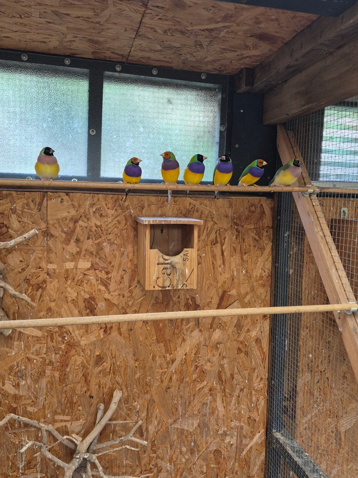 gouldamadines