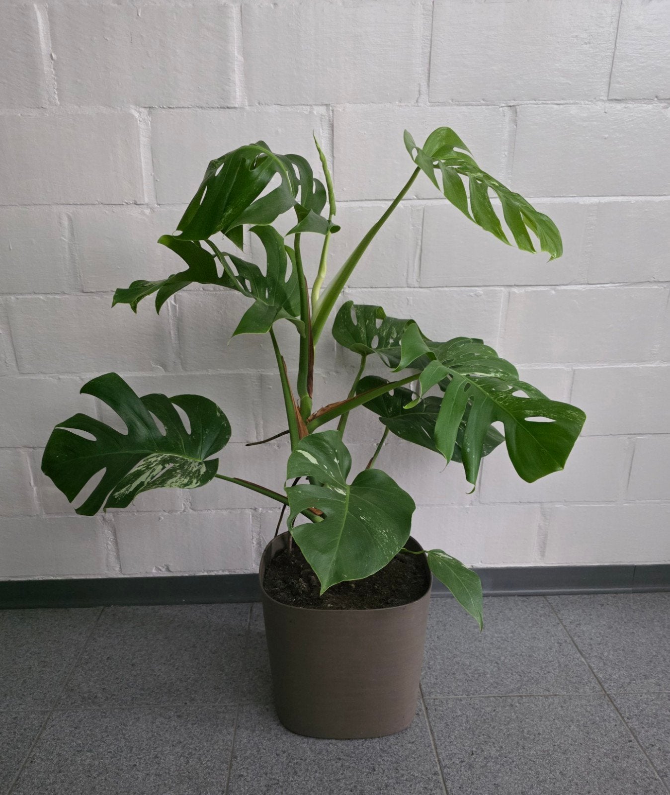 Mooie Monstera in pot
hoogte 80cm, Enlèvement, En pot