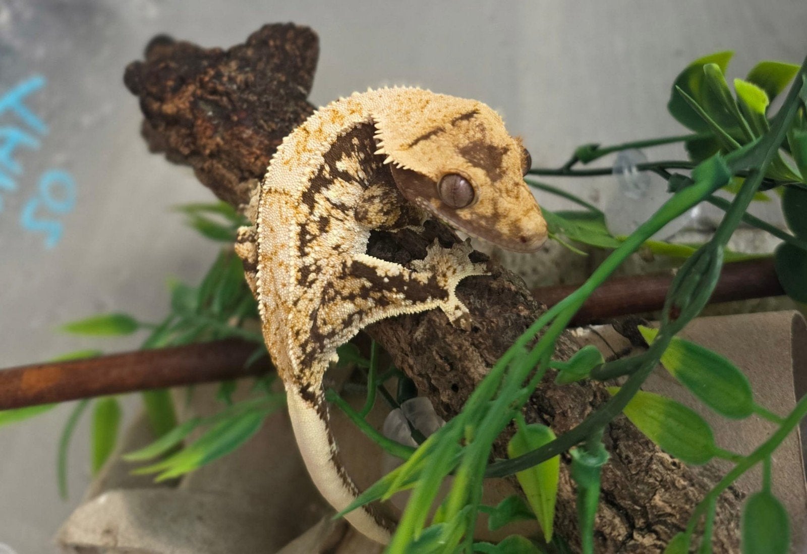 High Coverage Extreme Harlequin wimpergekko vrouw, Lézard, Avec terrarium, 0 à 2 ans