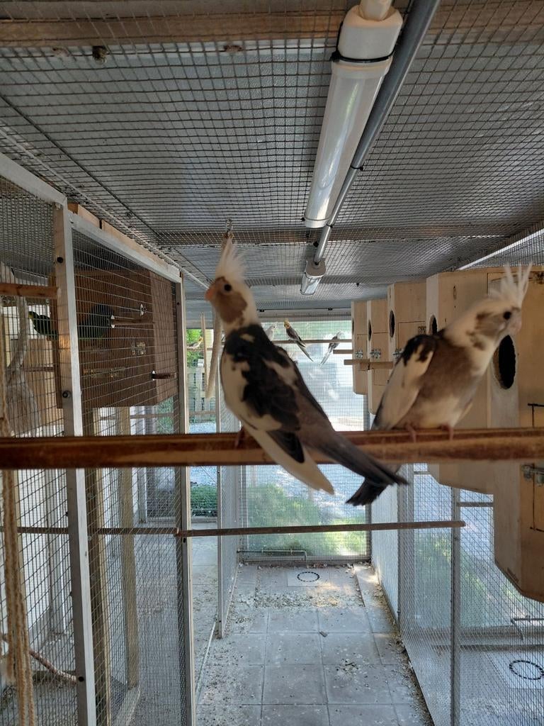 Calopsittes, Animaux & Accessoires, Oiseaux | Perruches & Perroquets