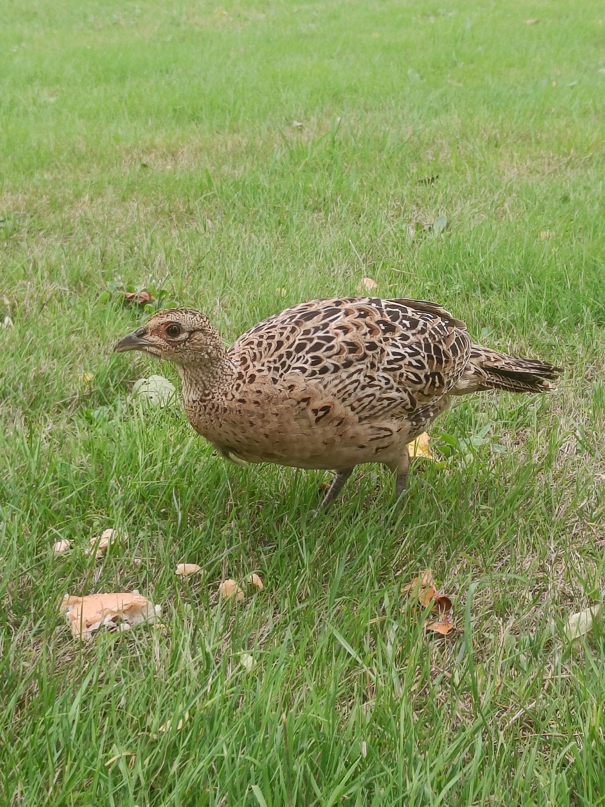 jeune poule faisan des forêts, Animaux & Accessoires