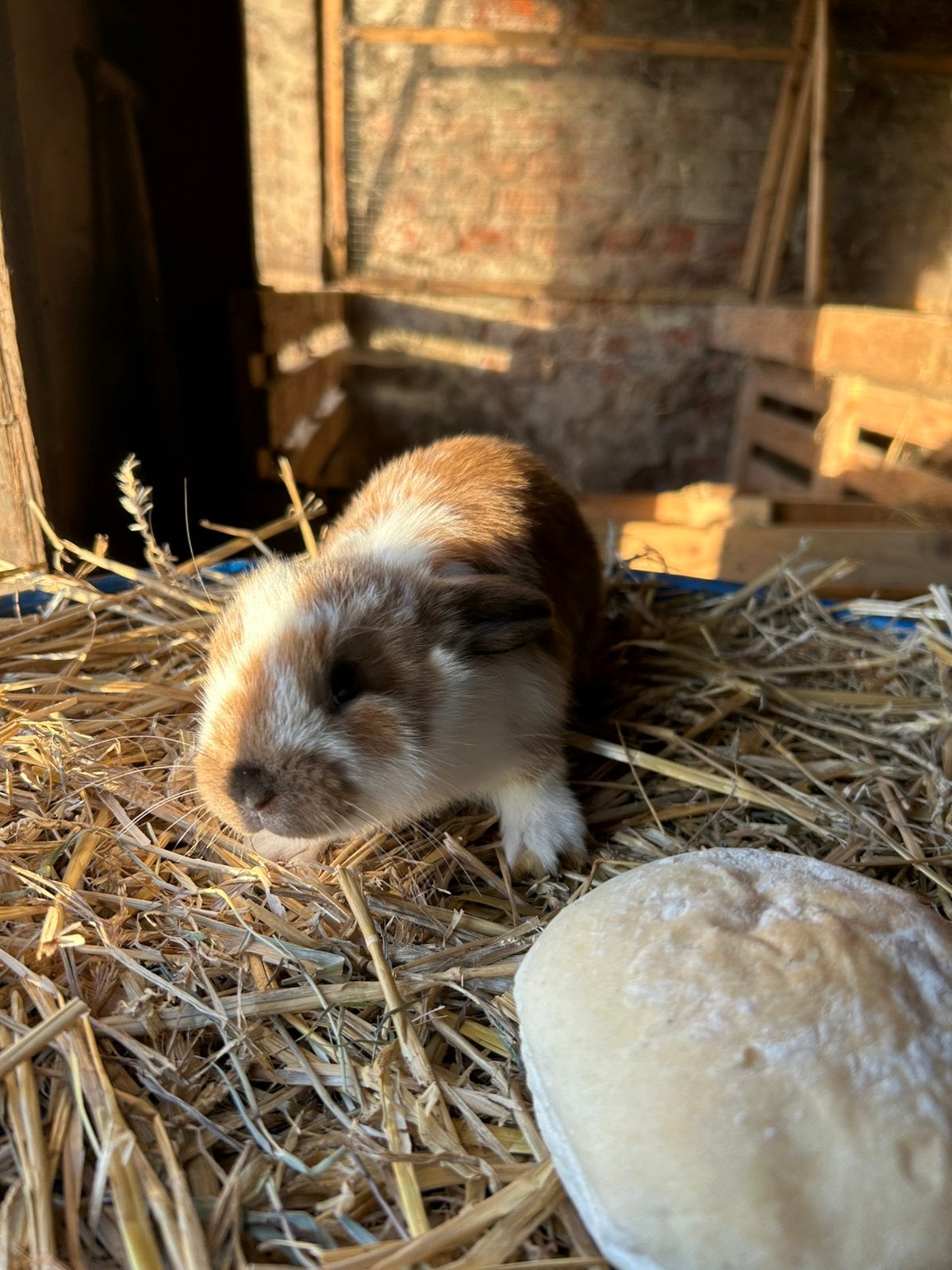 Hangoor dwergkonijn, Dieren en Toebehoren, Juli, Mannelijk