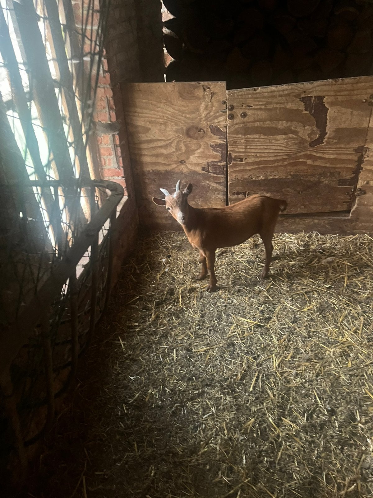 Mini dwerggeitje, Dieren en Toebehoren, Schapen, Geiten en Varkens, Vrouwelijk