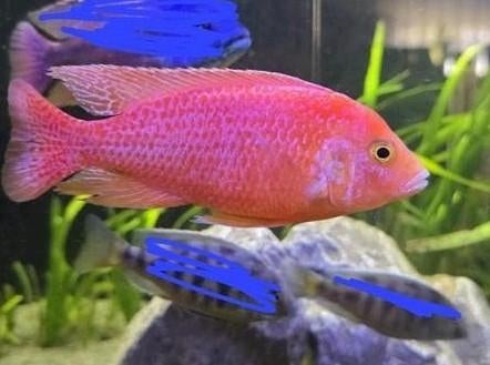 Aulonocara fire fish M +-12cm, Dieren en Toebehoren, Vissen | Aquariumvissen