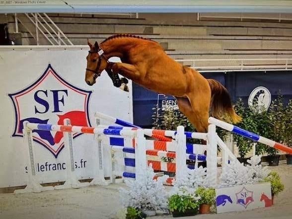 Namelus R x Highline drachtig van Louison Manciais, Dieren en Toebehoren, Merrie, Springpaard, Met stamboom, M