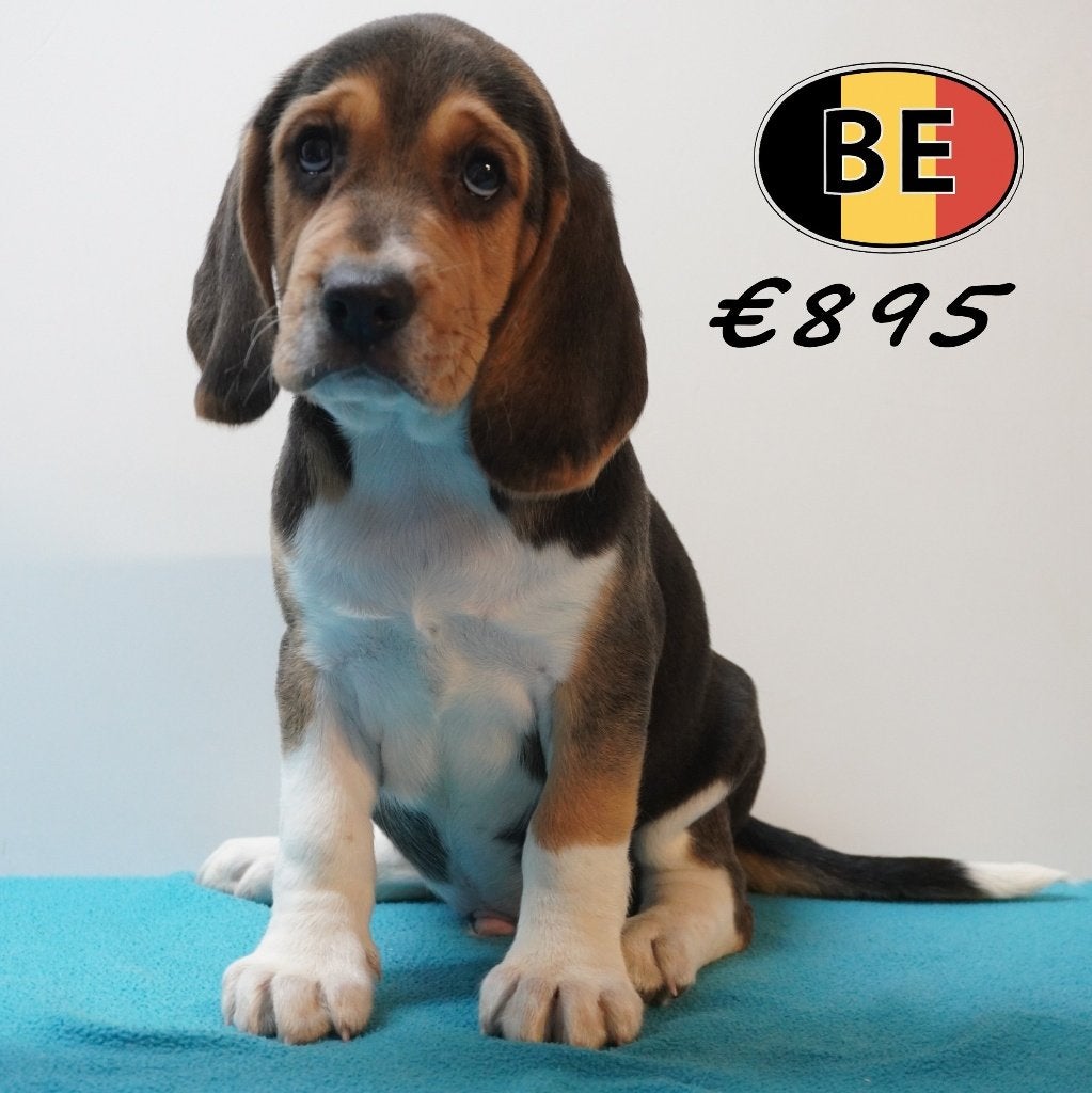 Beagle pups te koop - Kleine nieuwsgierigen vol leven, Dieren en Toebehoren, Parvo, België, Beagle, Handelaar