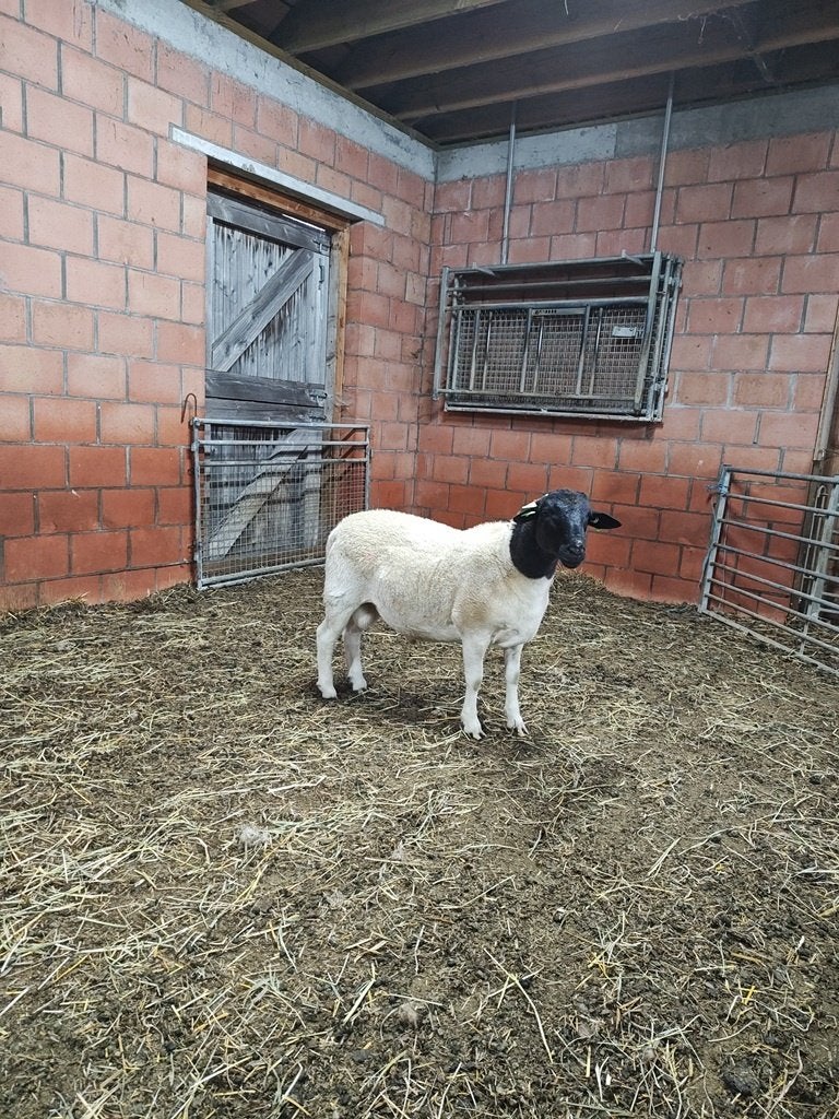 Dorper ram, Mâle, Mouton, 0 à 2 ans
