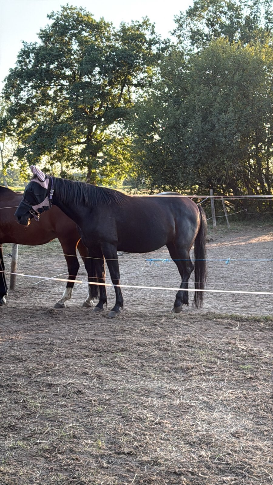 Ex draver, Dieren en Toebehoren, Merrie, Zadelmak, 3 tot 6 jaar, Ontwormd