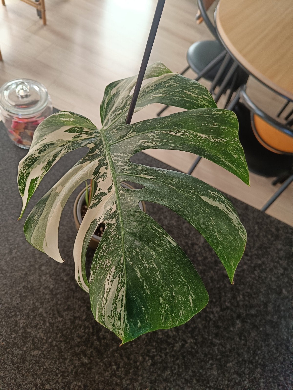 monstera  albo variegata, Huis en Inrichting, Kamerplanten, Ophalen