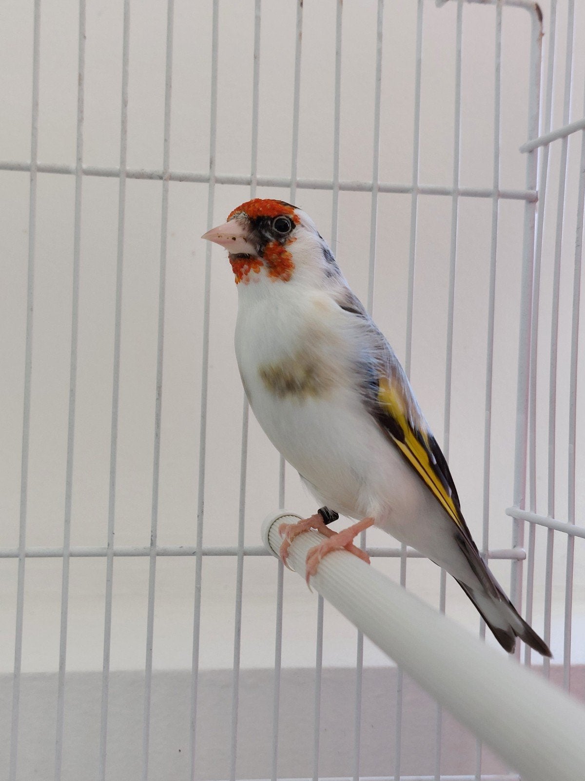 chardonneret, Animaux & Accessoires, Mâle