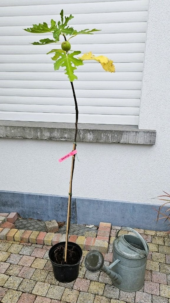 Vijgenboom struik Goutte D'or, Tuin en Terras, Ophalen, Vijgenboom