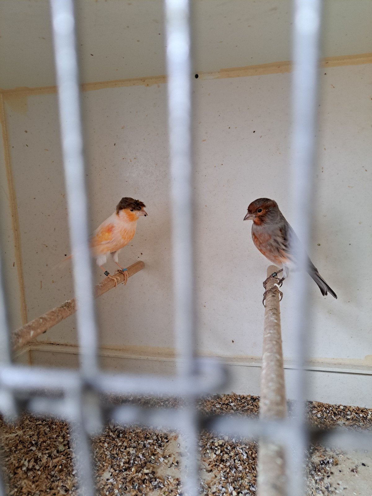a vendre couple de canaris arlequin portugais :50€, Animaux & Accessoires