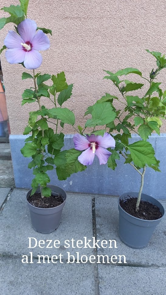 hibiscus stekken in pot, Ophalen, Zomer