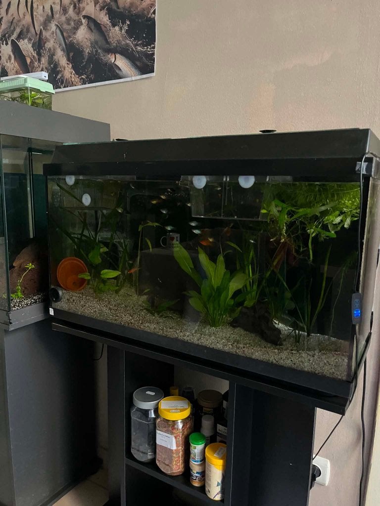 AQUARIUM 80CM, Dieren en Toebehoren, Ophalen, Gebruikt