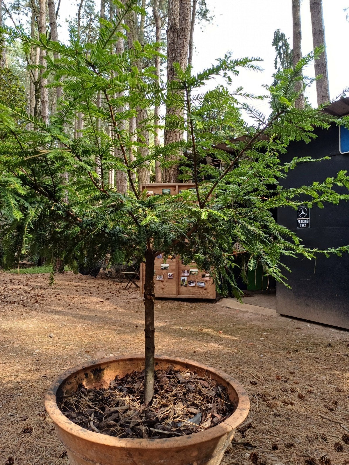 taxus stam bonsai, Tuin en Terras, Ophalen