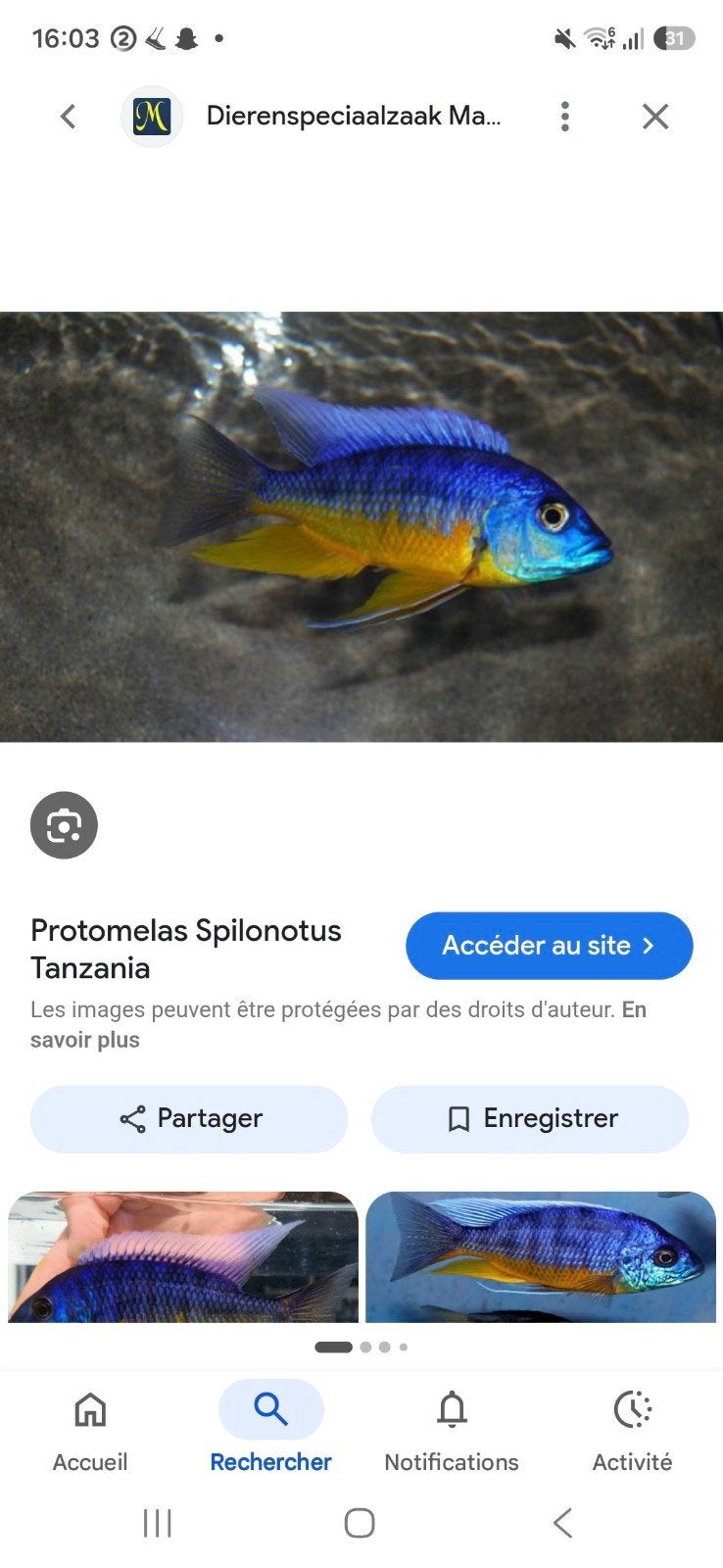 Cichlides malawi protomelas spilonotus