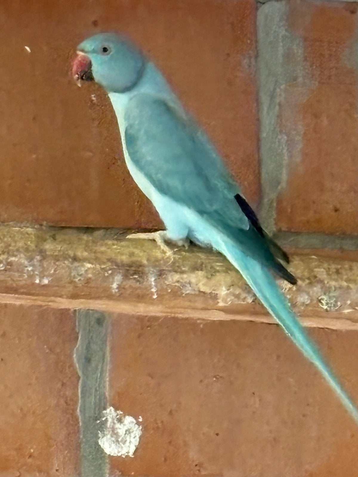 Halsbanden kweekvogels, Dieren en Toebehoren, Meerdere dieren, Geringd