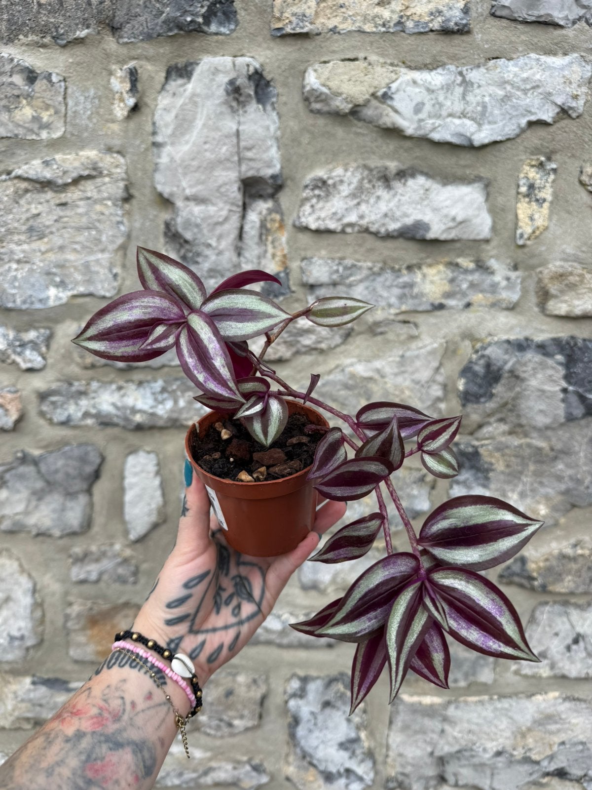 Trandescia jeune plants, Maison & Meubles, Plantes d'intérieur, Autres espèces, En pot, Enlèvement ou Envoi, Moins de 100 cm