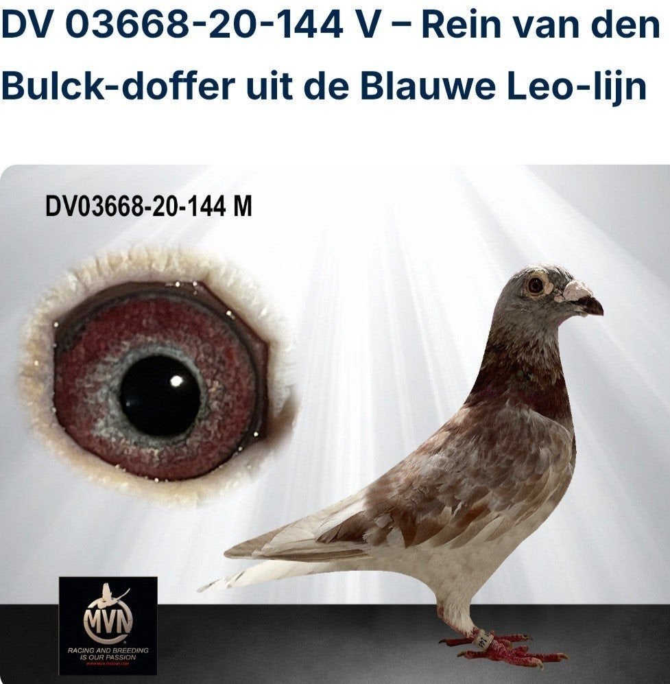 Postduif vd Bulck/Heremans-Ceusters., Postduif