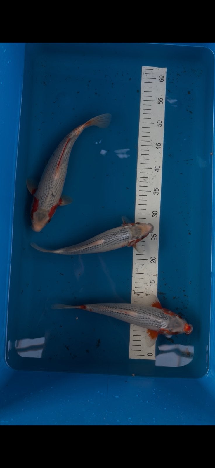 Japanse Koi Asagi, Dieren en Toebehoren