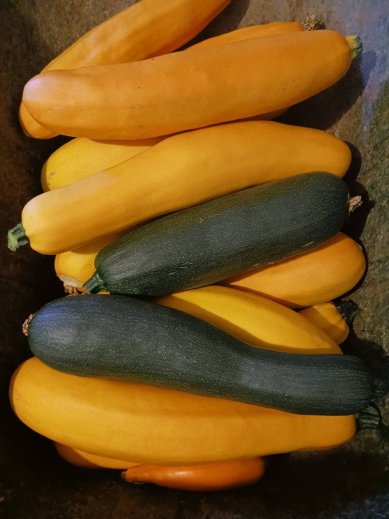 Courgettes, Tuin en Terras, Planten | Tuinplanten, Ophalen, Volle zon, Groenteplanten, Eenjarig