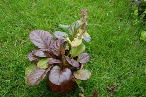 Ajuga reptans(15 tal), Ophalen, Bodembedekkers, Vaste plant, Halfschaduw