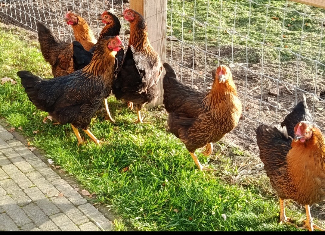 harco legkippen, Dieren en Toebehoren, Pluimvee, Kip