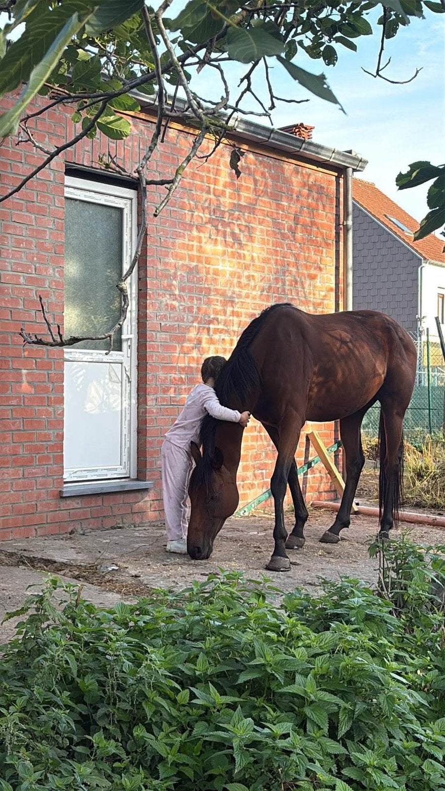 Hongre 7ans, Animaux & Accessoires, Hongre, Débourré, 160 à 165 cm, Vacciné
