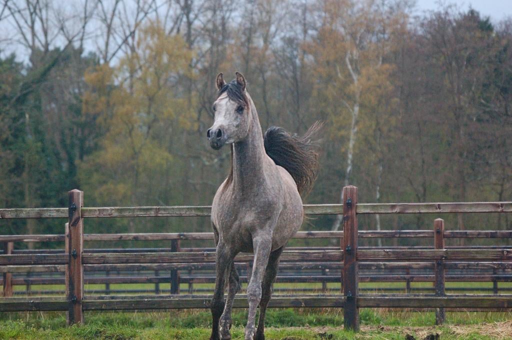 Étalon pur-sang arabe âgé de 2 ans, Étalon, Ne s'applique pas, Avec pedigree, 0 à 2 ans
