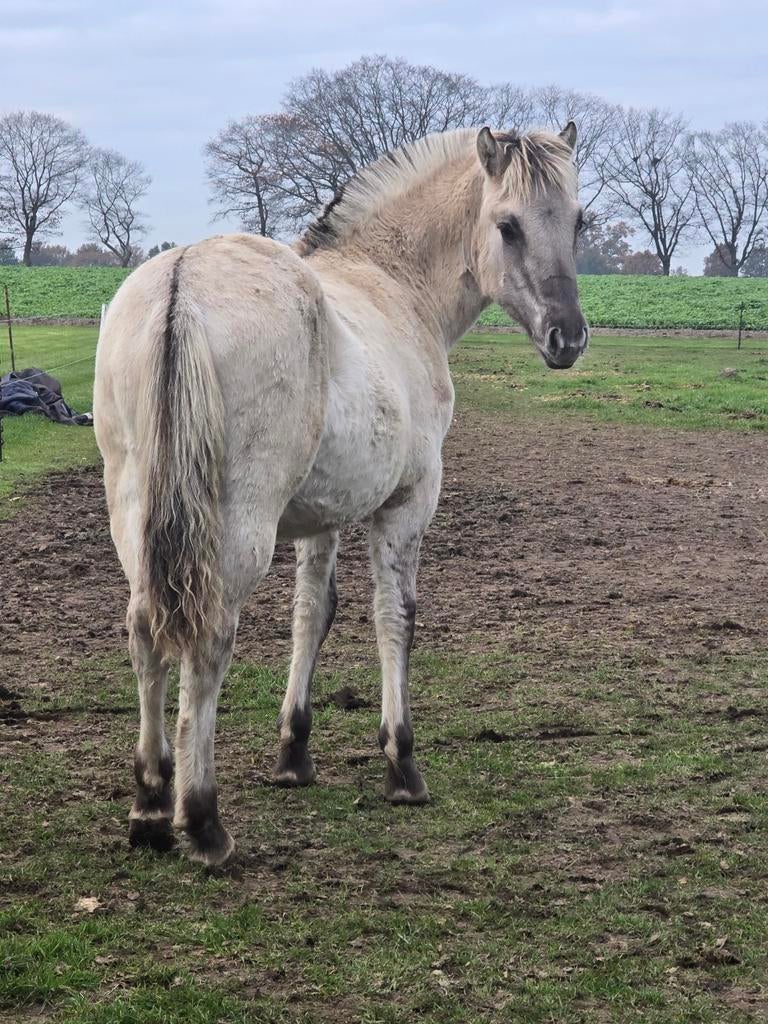 Jument de fjord savante et acclamée âgée de 4,5 ans, Plusieurs animaux, Avec pedigree