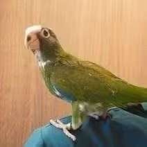 petite marguerite à tête blanche (pionus senilis), Plusieurs animaux, Canari chanteur