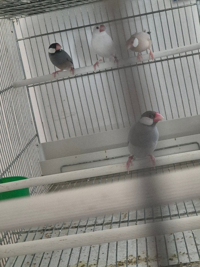 9 padda,s verschillende kleuren, Plusieurs animaux, Oiseau tropical, Bagué
