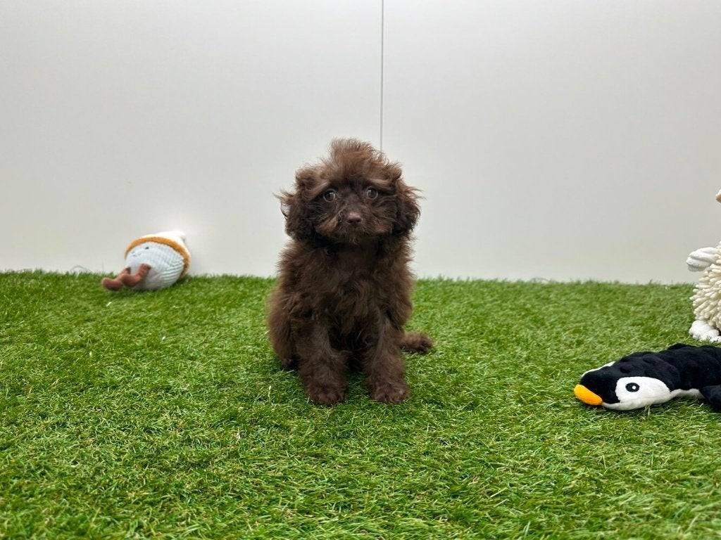 Chiot Caniche Toy